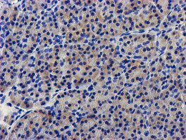 LPL Antibody in Immunohistochemistry (Paraffin) (IHC (P))