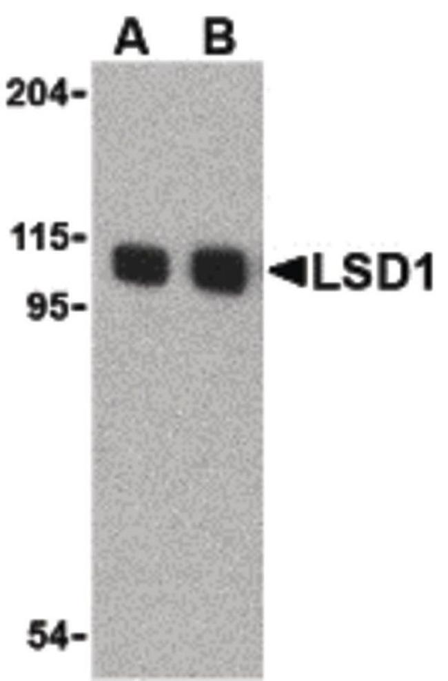 LSD1 Antibody in Western Blot (WB)