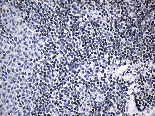 LSM11 Antibody in Immunohistochemistry (Paraffin) (IHC (P))