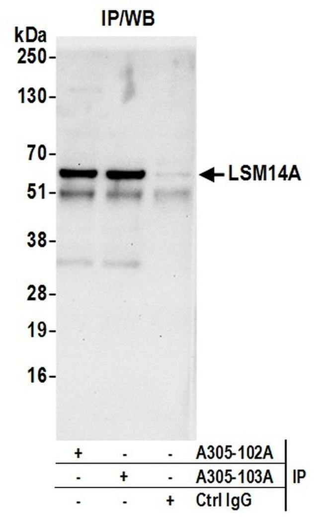 LSM14A/RAP55 Antibody in Western Blot (WB)