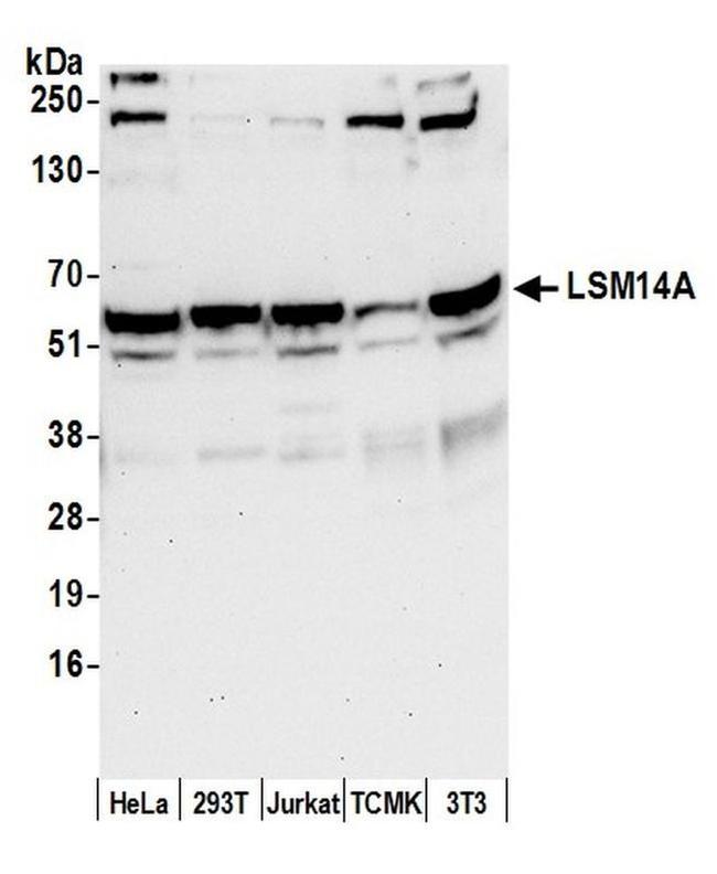 LSM14A/RAP55 Antibody in Western Blot (WB)