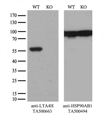 LTA4H Antibody