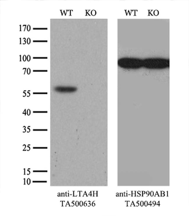 LTA4H Antibody in Western Blot (WB)