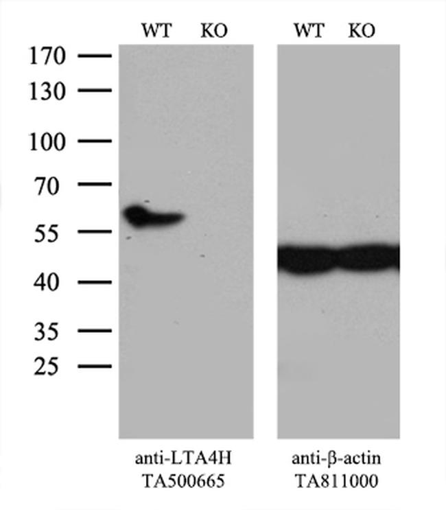 LTA4H Antibody in Western Blot (WB)