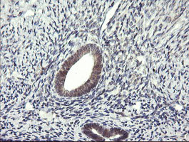 LZIC Antibody in Immunohistochemistry (Paraffin) (IHC (P))