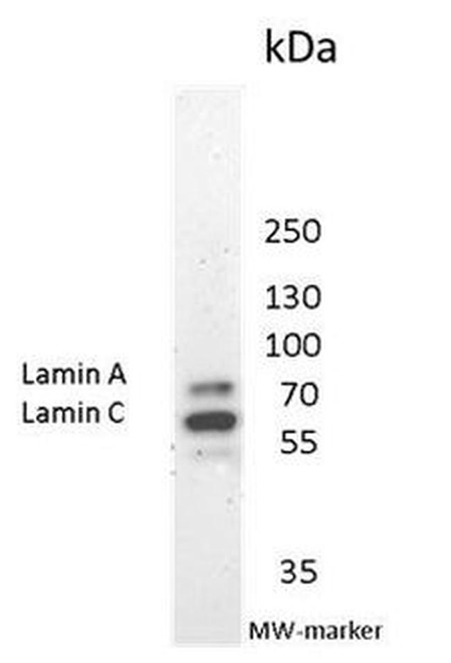 Lamin A/C Monoclonal Antibody (131C3) (MA1-06102)