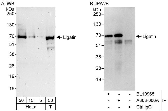 Ligatin Antibody in Western Blot (WB)