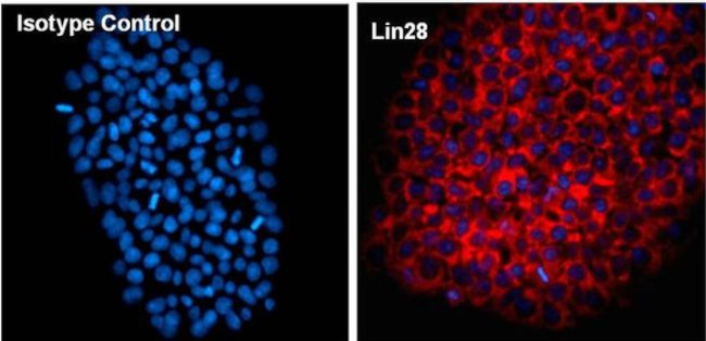 LIN28A Antibody in Immunocytochemistry (ICC/IF)