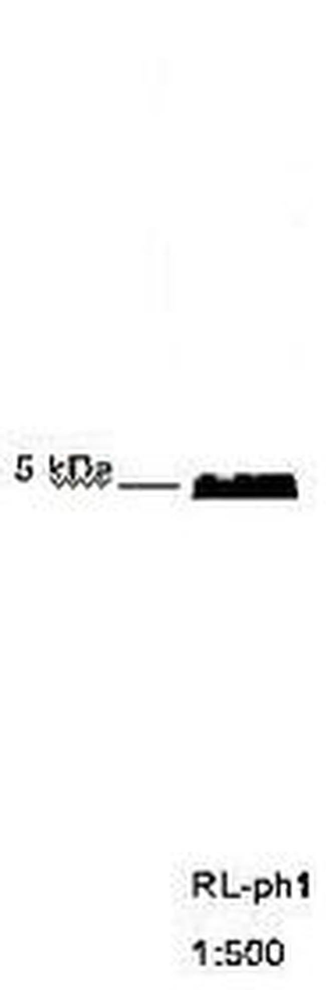 M13 phage coat protein g8p Antibody in Western Blot (WB)