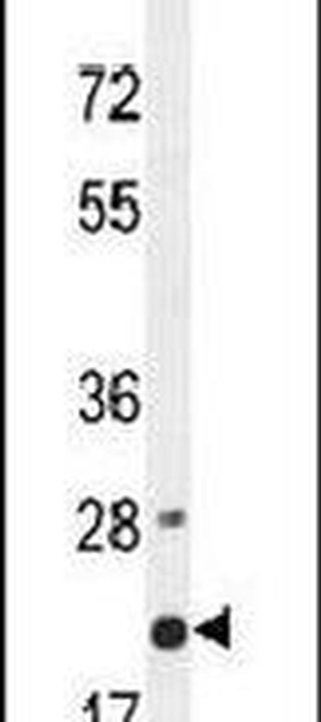 MS4A4A Antibody in Western Blot (WB)