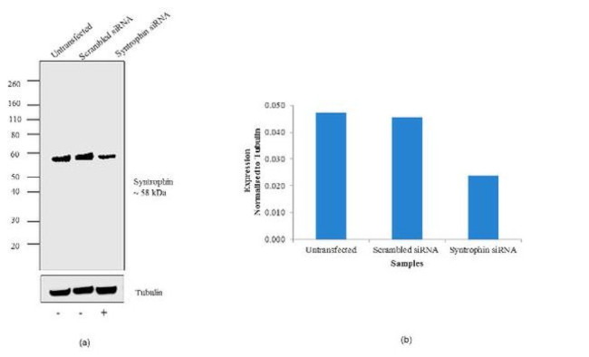 SNTB2 Antibody