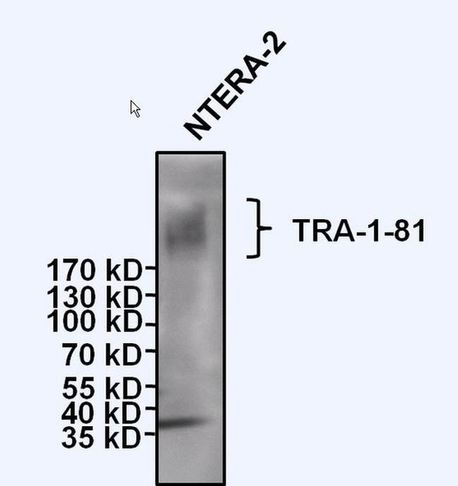 TRA-1-81 Antibody in Western Blot (WB)
