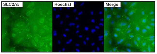 SLC2A5 Monoclonal Antibody (14C8) (MA1-036)