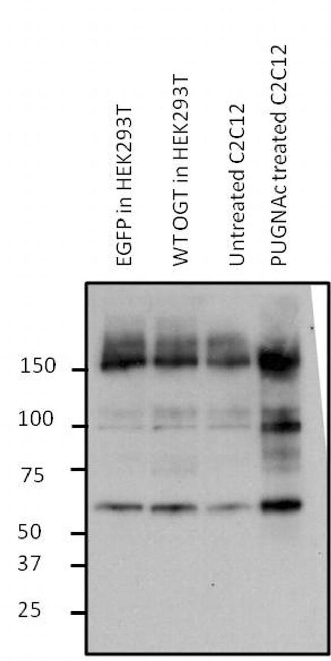 O-linked N-acetylglucosamine (O-GlcNAc) Antibody in Western Blot (WB)