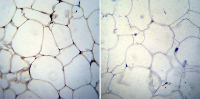 Adiponectin Antibody in Immunohistochemistry (Paraffin) (IHC (P))