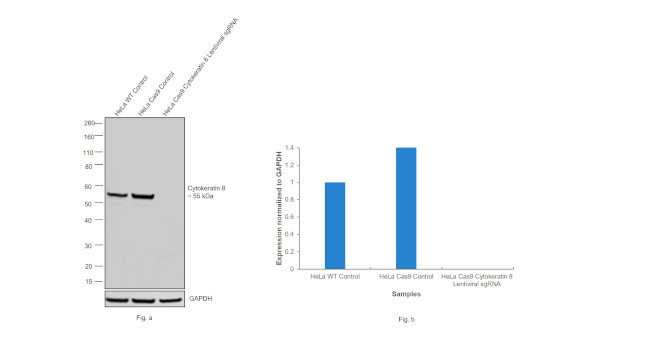 Cytokeratin 8 Antibody