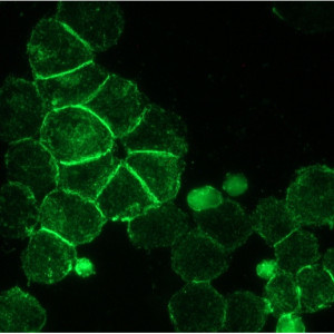 CD56 Antibody in Immunocytochemistry (ICC/IF)