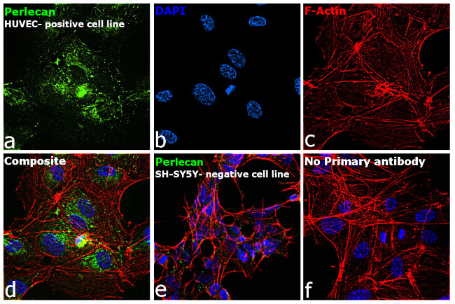 Perlecan Antibody in Immunocytochemistry (ICC/IF)