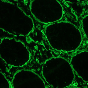 Perlecan Antibody in Immunohistochemistry (Frozen) (IHC (F))