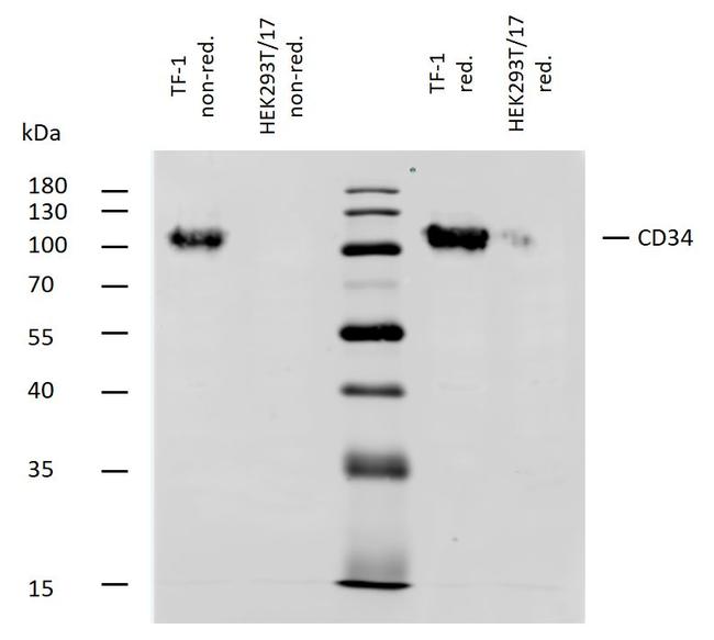 CD34 Monoclonal Antibody (QBEND/10) (MA1-10202)