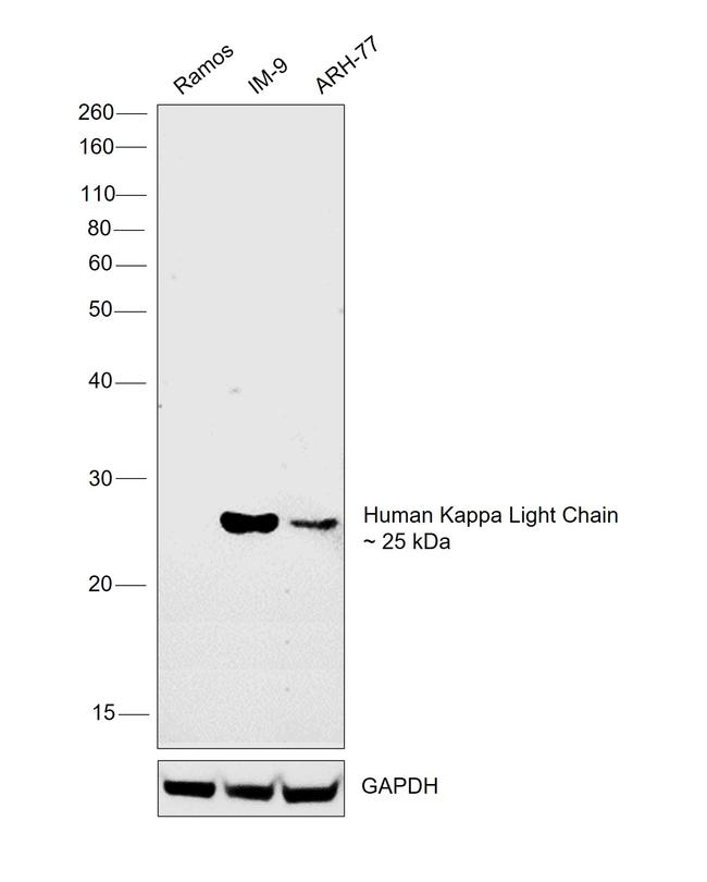 Human Kappa Light Chain Secondary Antibody in Western Blot (WB)