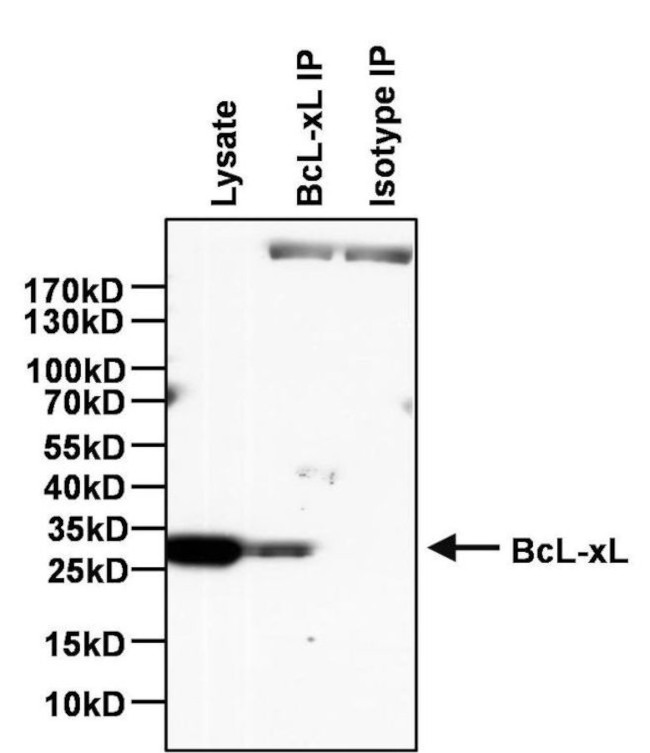 Mouse IgG2a Isotype Control in Immunoprecipitation (IP)