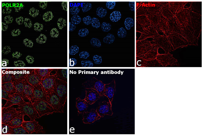 POLR2A Antibody in Immunocytochemistry (ICC/IF)