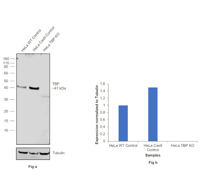 TBP Antibody