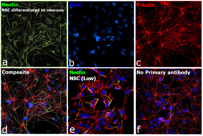 Nestin Antibody