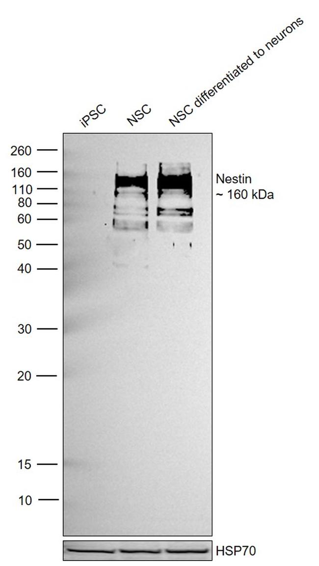 Nestin Antibody in Western Blot (WB)