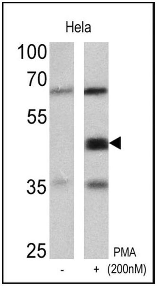 Phospho-CREB/ATF1 (Ser133, Ser63) Antibody in Western Blot (WB)