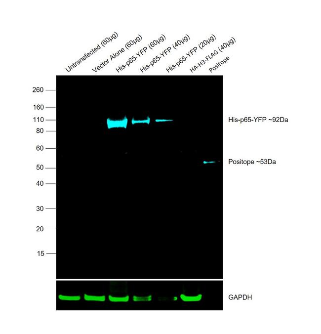 6x-His Tag Antibody in Western Blot (WB)