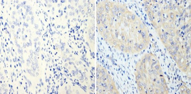 Cyclin B2 Antibody in Immunohistochemistry (Paraffin) (IHC (P))