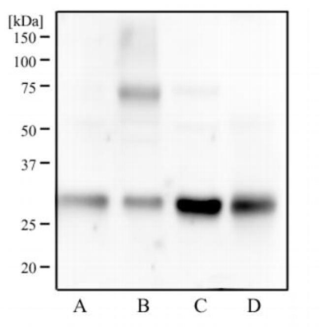 14-3-3 gamma Antibody in Western Blot (WB)