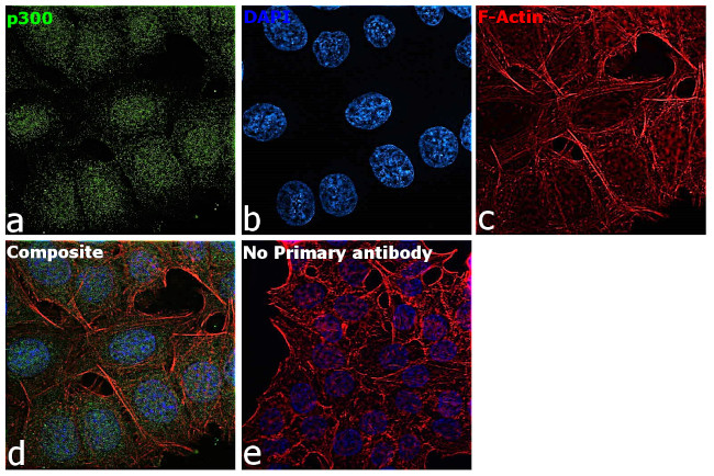 p300 Antibody in Immunocytochemistry (ICC/IF)