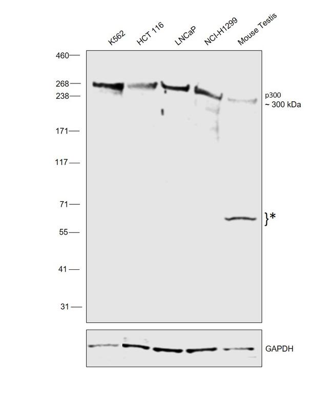 p300 Antibody in Western Blot (WB)