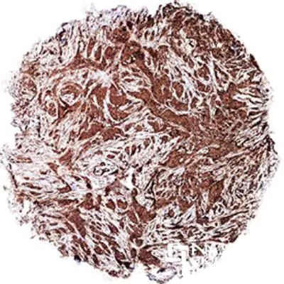 c-Myc Antibody in Immunohistochemistry (Paraffin) (IHC (P))