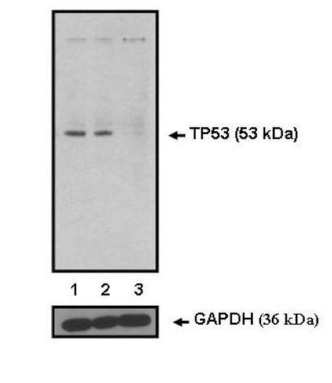 p53 Antibody