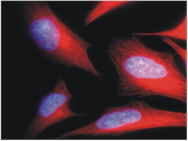 alpha Tubulin Antibody in Immunocytochemistry (ICC/IF)