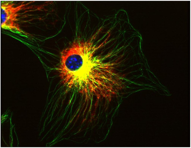 alpha Tubulin Antibody in Immunocytochemistry (ICC/IF)