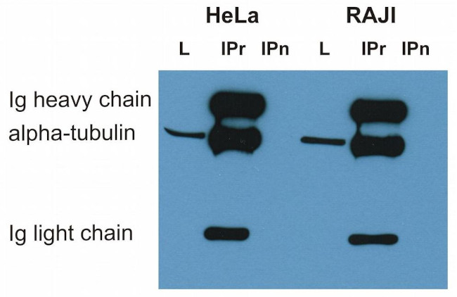 alpha Tubulin Antibody in Immunoprecipitation (IP)