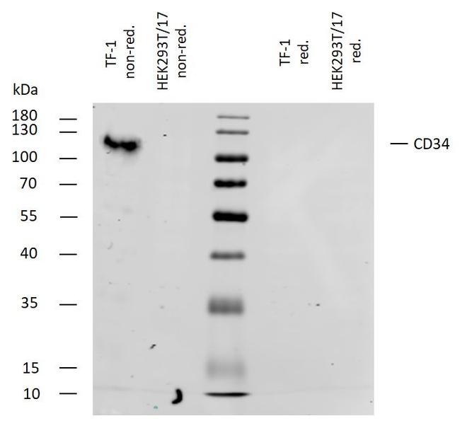 CD34 Antibody in Western Blot (WB)