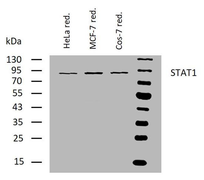 STAT1 Antibody in Western Blot (WB)