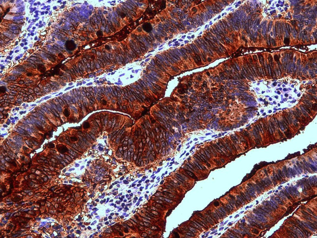 Blood Group Lewis A Antibody in Immunohistochemistry (Paraffin) (IHC (P))