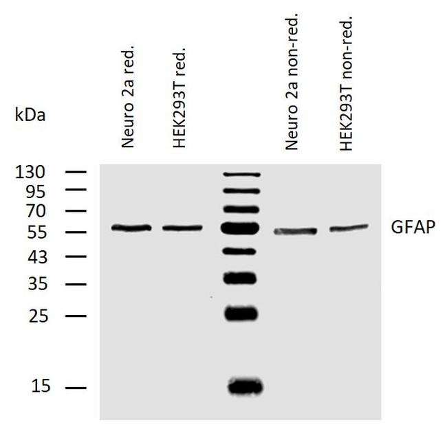 GFAP Antibody in Western Blot (WB)