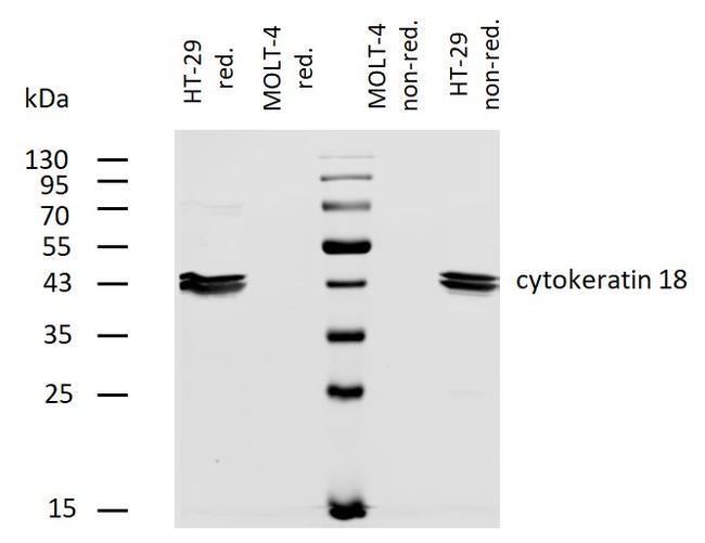 Cytokeratin 18 Antibody in Western Blot (WB)
