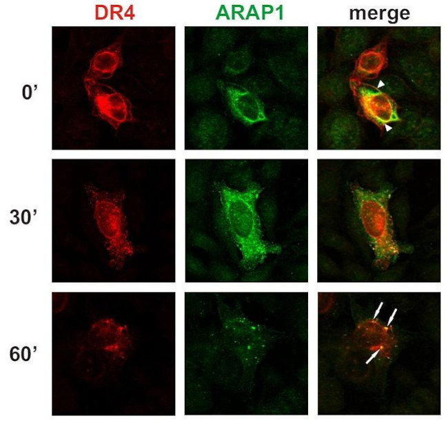 ARAP1 Antibody in Immunocytochemistry (ICC/IF)