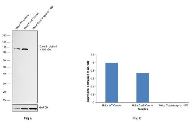 alpha Catenin Antibody in Western Blot (WB)