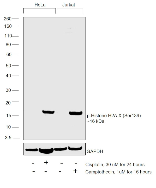 Phospho-Histone H2A.X (Ser139) Monoclonal Antibody (3F2) (MA1-2022)