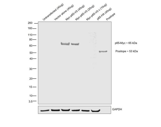 Myc Tag Antibody in Western Blot (WB)